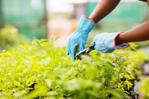 Eco-friendly garden clearance practices